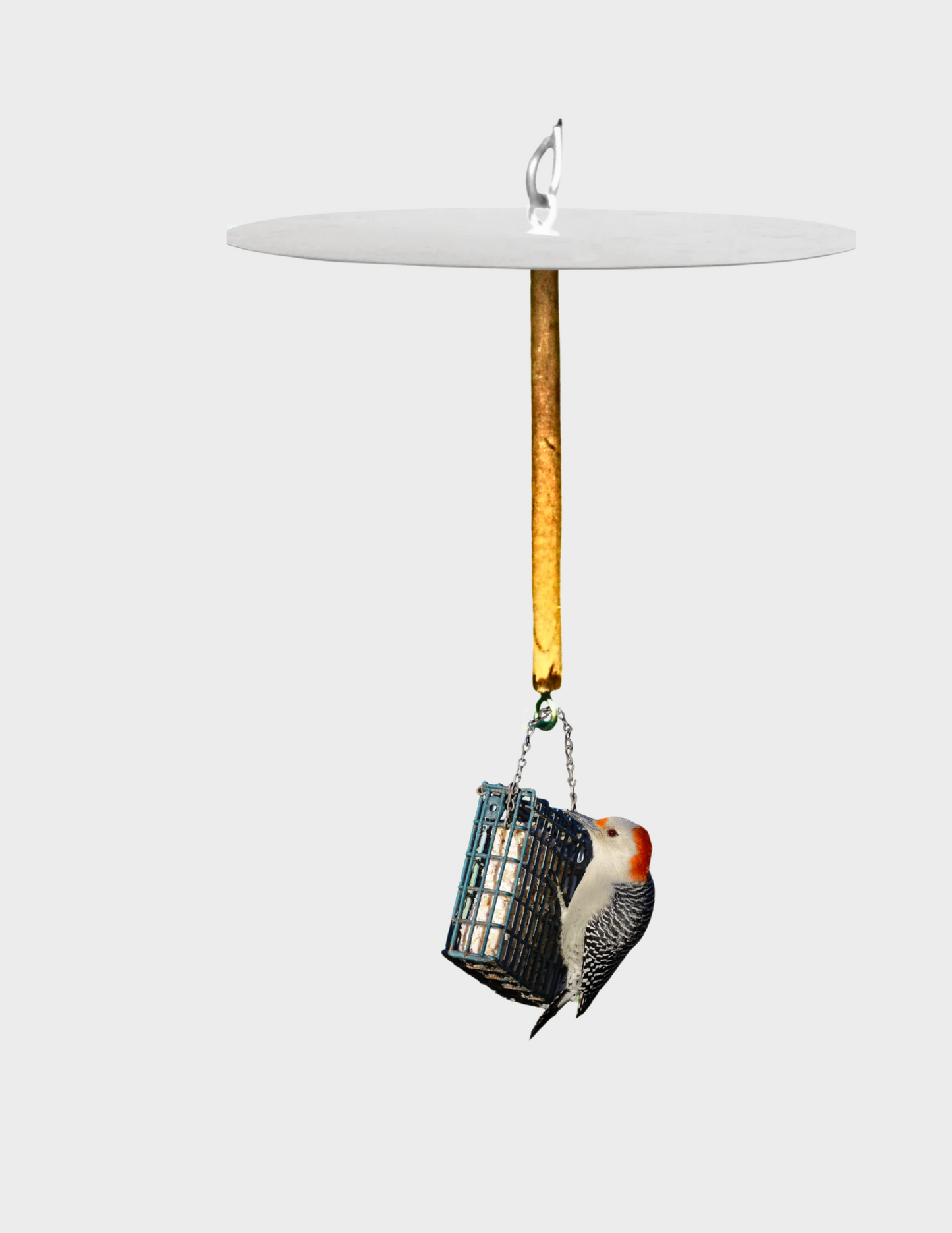 Complete Birds-Only Squirrel Free Suet Station