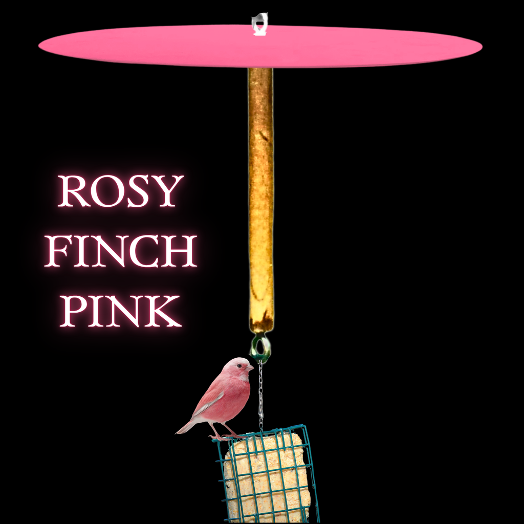 Squirrel Free Suet Feeder